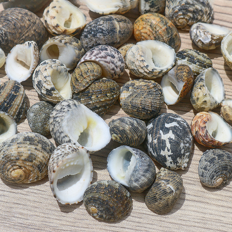 Μίνι φιάλη με κοχύλι θαλάσσιου σαλιού - φυσικό υλικό, χειροποίητο μικροτοπίο διακόσμησης, μεσογειακό στυλ (Υλικό: Κέλυφος, Θαλάσσιο Σαλιγκάρι; Κατασκευή: Φυσική; Κωδικός Προϊόντος: Mini Small Sea Snail)