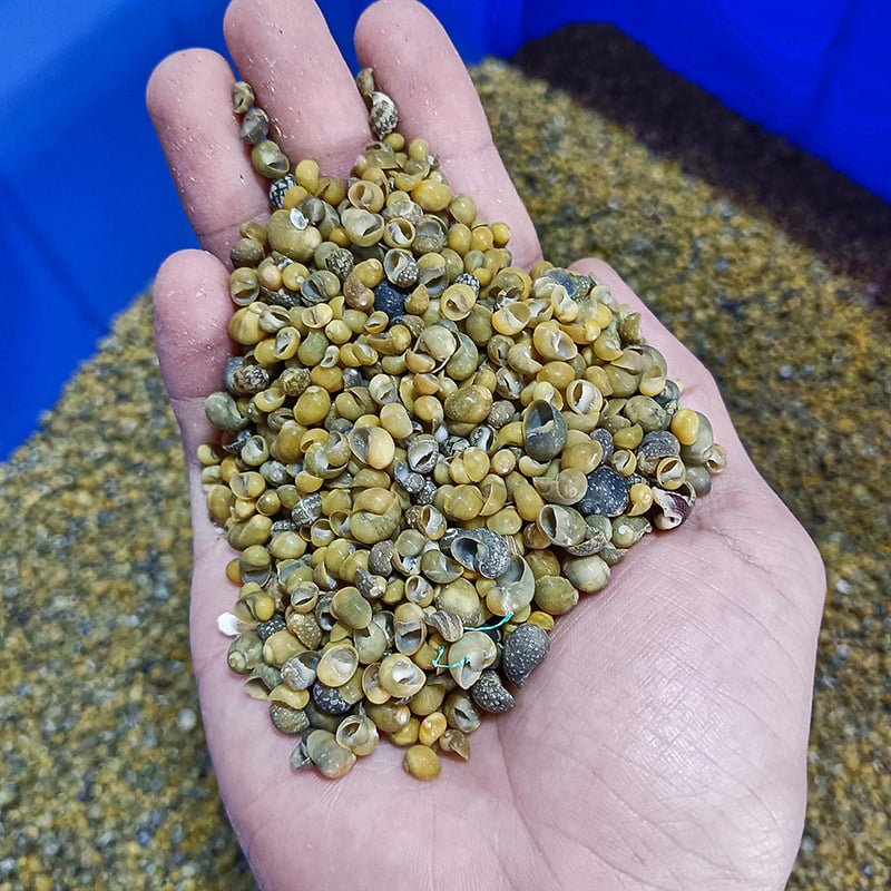 Μίνι φιάλη με κοχύλι θαλάσσιου σαλιού - φυσικό υλικό, χειροποίητο μικροτοπίο διακόσμησης, μεσογειακό στυλ (Υλικό: Κέλυφος, Θαλάσσιο Σαλιγκάρι; Κατασκευή: Φυσική; Κωδικός Προϊόντος: Mini Small Sea Snail)