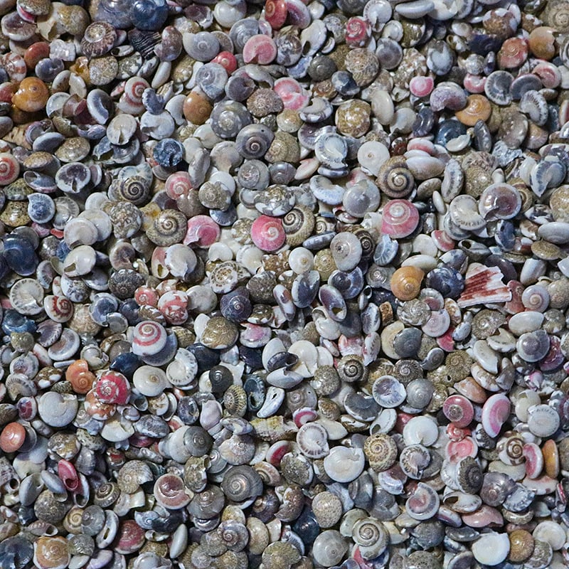 Μίνι φιάλη με κοχύλι θαλάσσιου σαλιού - φυσικό υλικό, χειροποίητο μικροτοπίο διακόσμησης, μεσογειακό στυλ (Υλικό: Κέλυφος, Θαλάσσιο Σαλιγκάρι; Κατασκευή: Φυσική; Κωδικός Προϊόντος: Mini Small Sea Snail)