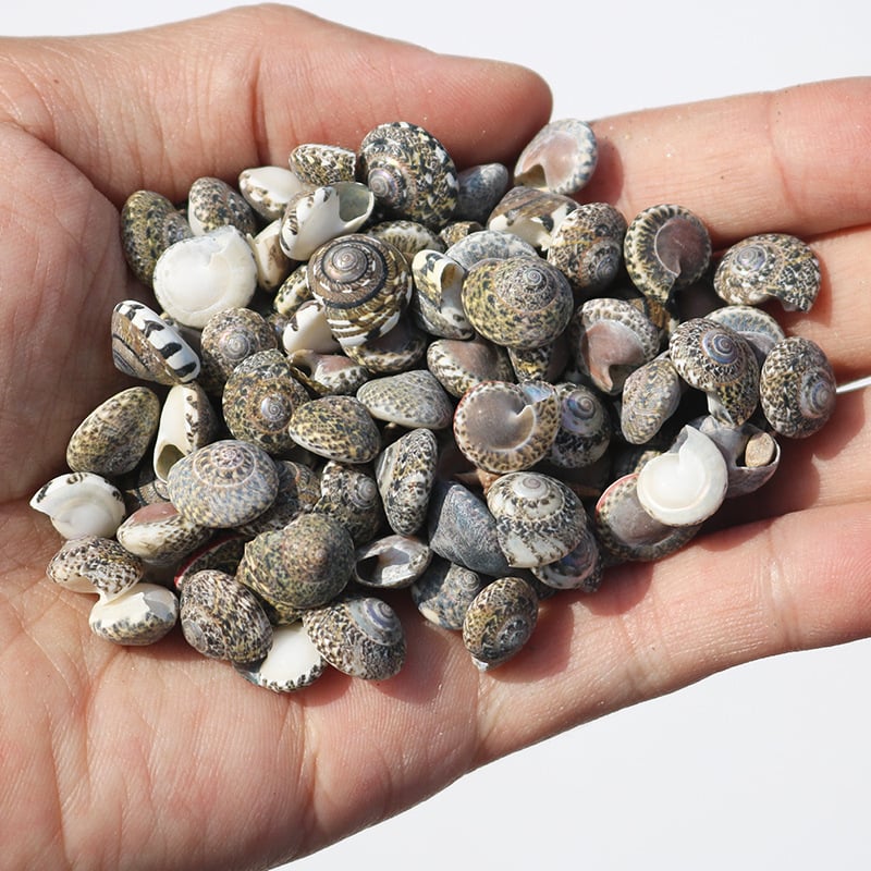 Μίνι φιάλη με κοχύλι θαλάσσιου σαλιού - φυσικό υλικό, χειροποίητο μικροτοπίο διακόσμησης, μεσογειακό στυλ (Υλικό: Κέλυφος, Θαλάσσιο Σαλιγκάρι; Κατασκευή: Φυσική; Κωδικός Προϊόντος: Mini Small Sea Snail)