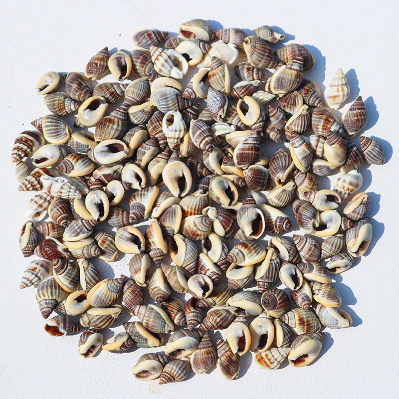 Μίνι φιάλη με κοχύλι θαλάσσιου σαλιού - φυσικό υλικό, χειροποίητο μικροτοπίο διακόσμησης, μεσογειακό στυλ (Υλικό: Κέλυφος, Θαλάσσιο Σαλιγκάρι; Κατασκευή: Φυσική; Κωδικός Προϊόντος: Mini Small Sea Snail)