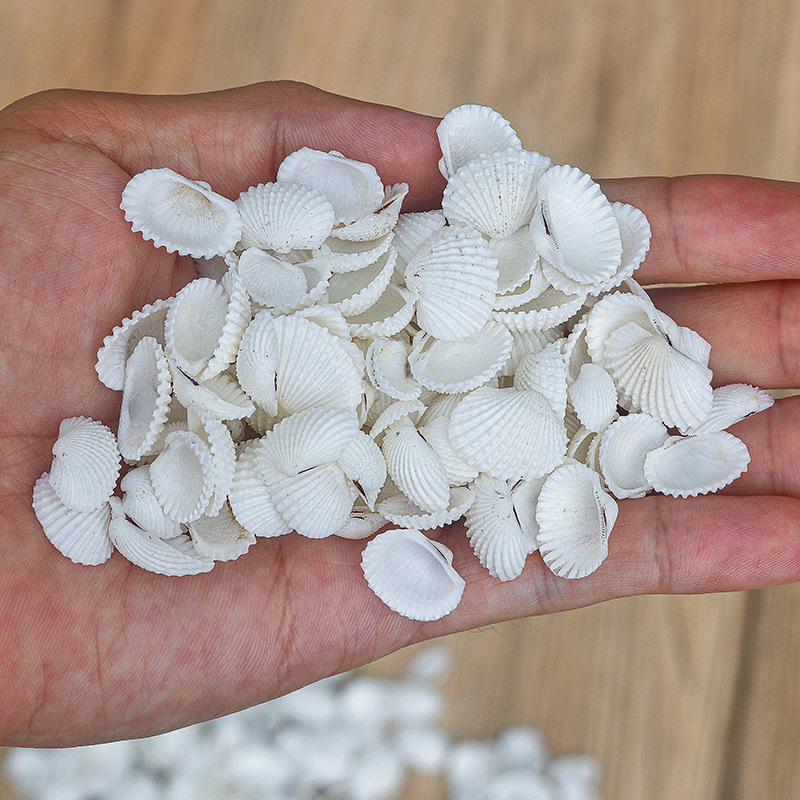 Μίνι φιάλη με κοχύλι θαλάσσιου σαλιού - φυσικό υλικό, χειροποίητο μικροτοπίο διακόσμησης, μεσογειακό στυλ (Υλικό: Κέλυφος, Θαλάσσιο Σαλιγκάρι; Κατασκευή: Φυσική; Κωδικός Προϊόντος: Mini Small Sea Snail)