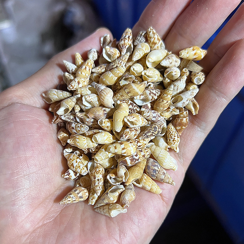 Μίνι φιάλη με κοχύλι θαλάσσιου σαλιού - φυσικό υλικό, χειροποίητο μικροτοπίο διακόσμησης, μεσογειακό στυλ (Υλικό: Κέλυφος, Θαλάσσιο Σαλιγκάρι; Κατασκευή: Φυσική; Κωδικός Προϊόντος: Mini Small Sea Snail)