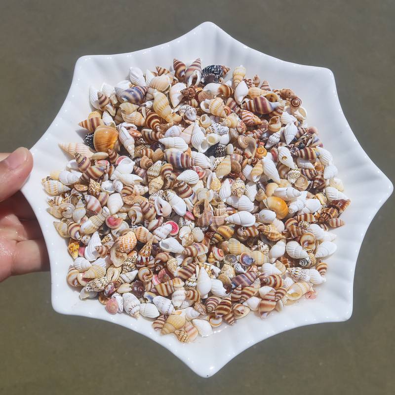 Μίνι φιάλη με κοχύλι θαλάσσιου σαλιού - φυσικό υλικό, χειροποίητο μικροτοπίο διακόσμησης, μεσογειακό στυλ (Υλικό: Κέλυφος, Θαλάσσιο Σαλιγκάρι; Κατασκευή: Φυσική; Κωδικός Προϊόντος: Mini Small Sea Snail)