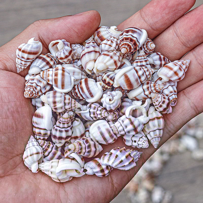 Μίνι φιάλη με κοχύλι θαλάσσιου σαλιού - φυσικό υλικό, χειροποίητο μικροτοπίο διακόσμησης, μεσογειακό στυλ (Υλικό: Κέλυφος, Θαλάσσιο Σαλιγκάρι; Κατασκευή: Φυσική; Κωδικός Προϊόντος: Mini Small Sea Snail)