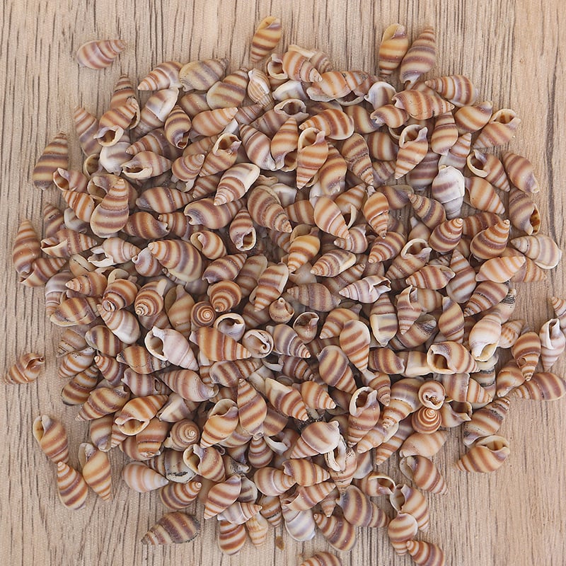 Μίνι φιάλη με κοχύλι θαλάσσιου σαλιού - φυσικό υλικό, χειροποίητο μικροτοπίο διακόσμησης, μεσογειακό στυλ (Υλικό: Κέλυφος, Θαλάσσιο Σαλιγκάρι; Κατασκευή: Φυσική; Κωδικός Προϊόντος: Mini Small Sea Snail)