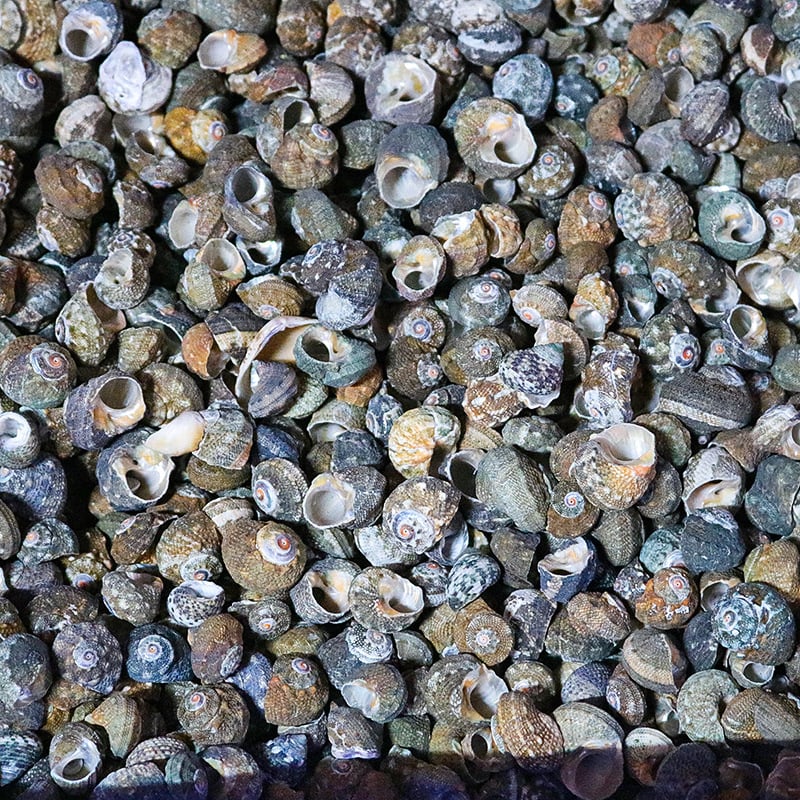 Μίνι φιάλη με κοχύλι θαλάσσιου σαλιού - φυσικό υλικό, χειροποίητο μικροτοπίο διακόσμησης, μεσογειακό στυλ (Υλικό: Κέλυφος, Θαλάσσιο Σαλιγκάρι; Κατασκευή: Φυσική; Κωδικός Προϊόντος: Mini Small Sea Snail)