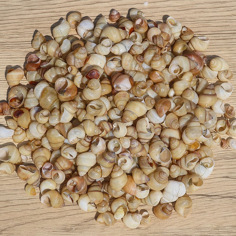 Μίνι φιάλη με κοχύλι θαλάσσιου σαλιού - φυσικό υλικό, χειροποίητο μικροτοπίο διακόσμησης, μεσογειακό στυλ (Υλικό: Κέλυφος, Θαλάσσιο Σαλιγκάρι; Κατασκευή: Φυσική; Κωδικός Προϊόντος: Mini Small Sea Snail)