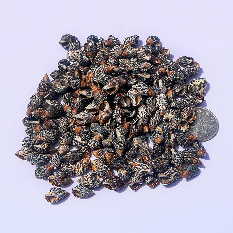 Μίνι φιάλη με κοχύλι θαλάσσιου σαλιού - φυσικό υλικό, χειροποίητο μικροτοπίο διακόσμησης, μεσογειακό στυλ (Υλικό: Κέλυφος, Θαλάσσιο Σαλιγκάρι; Κατασκευή: Φυσική; Κωδικός Προϊόντος: Mini Small Sea Snail)