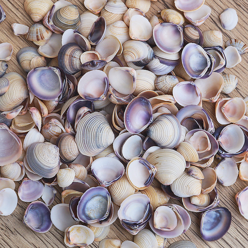 Μίνι φιάλη με κοχύλι θαλάσσιου σαλιού - φυσικό υλικό, χειροποίητο μικροτοπίο διακόσμησης, μεσογειακό στυλ (Υλικό: Κέλυφος, Θαλάσσιο Σαλιγκάρι; Κατασκευή: Φυσική; Κωδικός Προϊόντος: Mini Small Sea Snail)