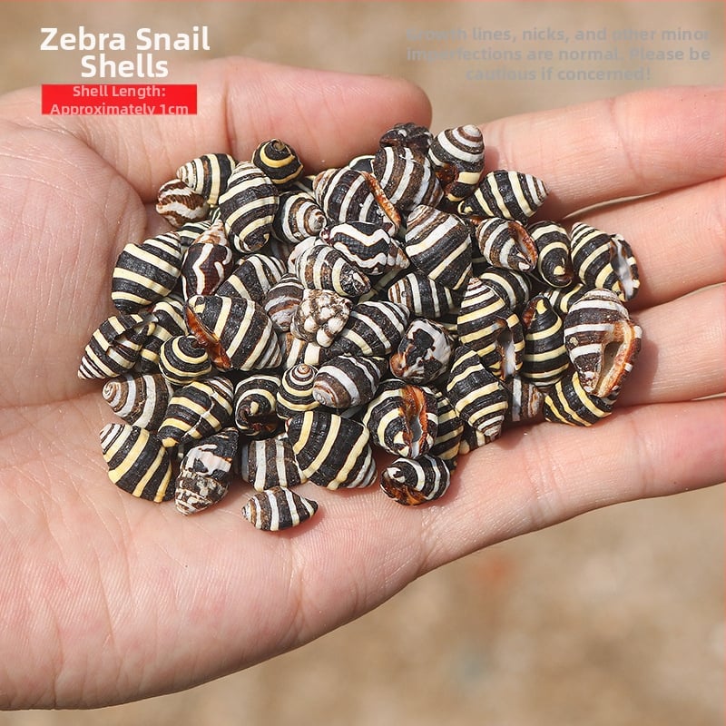 Μίνι φιάλη με κοχύλι θαλάσσιου σαλιού - φυσικό υλικό, χειροποίητο μικροτοπίο διακόσμησης, μεσογειακό στυλ (Υλικό: Κέλυφος, Θαλάσσιο Σαλιγκάρι; Κατασκευή: Φυσική; Κωδικός Προϊόντος: Mini Small Sea Snail)