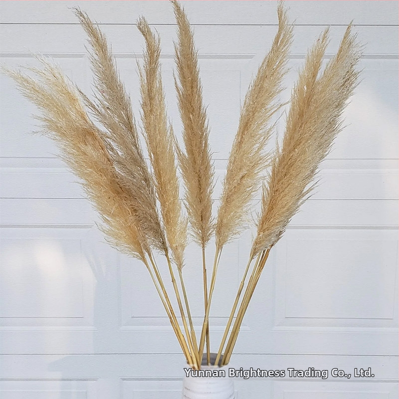 Сушени цветя – реквизит за фотография в INS стил, марка Brightness, разновидност 3332590, материал: сушени цветя, процес: Друг, използване: сватба/на открито/реквизит за снимки