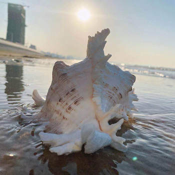 Χονδρική πώληση φυσικών κοχυλιών, χιλιοποδαρουσών και κοχυλιών Cilin από εργοστάσιο για διακόσμηση σπιτιού, εξωραϊσμό ενυδρείων και διακοσμητικές κατασκευές.