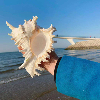 Χονδρική πώληση φυσικών κοχυλιών, χιλιοποδαρουσών και κοχυλιών Cilin από εργοστάσιο για διακόσμηση σπιτιού, εξωραϊσμό ενυδρείων και διακοσμητικές κατασκευές.