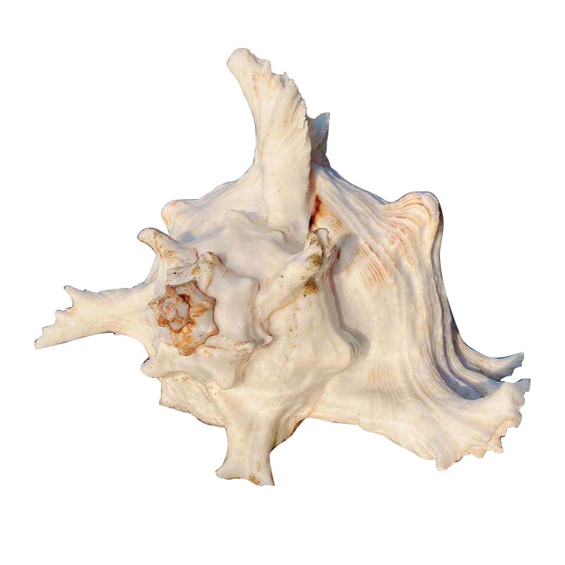 Χονδρική πώληση φυσικών κοχυλιών, χιλιοποδαρουσών και κοχυλιών Cilin από εργοστάσιο για διακόσμηση σπιτιού, εξωραϊσμό ενυδρείων και διακοσμητικές κατασκευές.