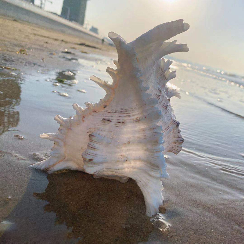 Χονδρική πώληση φυσικών κοχυλιών, χιλιοποδαρουσών και κοχυλιών Cilin από εργοστάσιο για διακόσμηση σπιτιού, εξωραϊσμό ενυδρείων και διακοσμητικές κατασκευές.