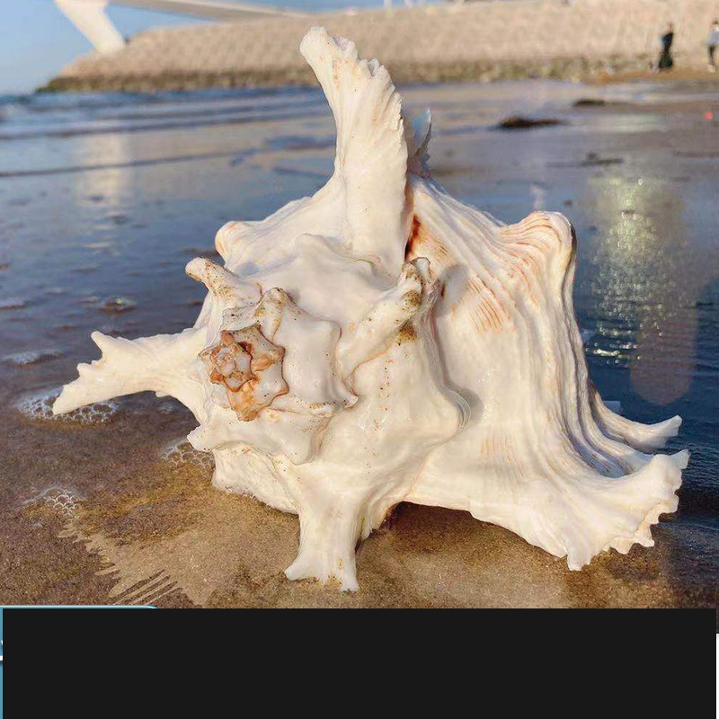 Χονδρική πώληση φυσικών κοχυλιών, χιλιοποδαρουσών και κοχυλιών Cilin από εργοστάσιο για διακόσμηση σπιτιού, εξωραϊσμό ενυδρείων και διακοσμητικές κατασκευές.