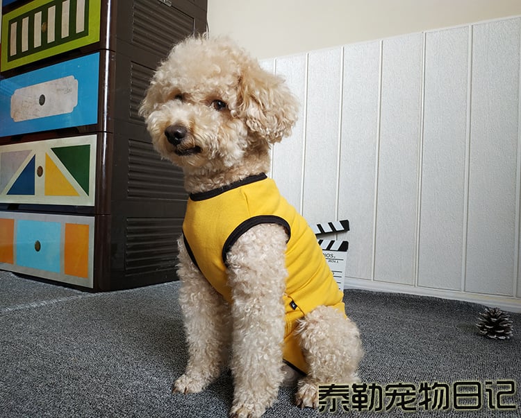 Plüss kutyaruhák, hasvédő, négylábú mellény, elválasztás/ivartalanítás utáni ápolóruhák szukáknak, karcsú modell