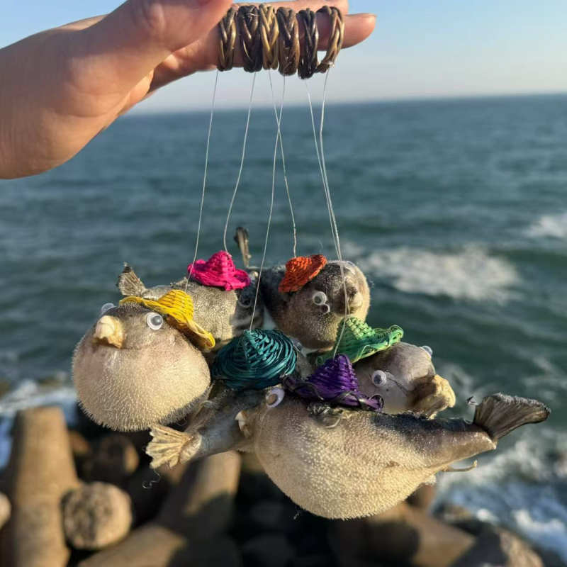 Specimene naturale de viață marină și scoici decorative – colecție de pandantive cu scoici uriașe pentru decor de peisaj