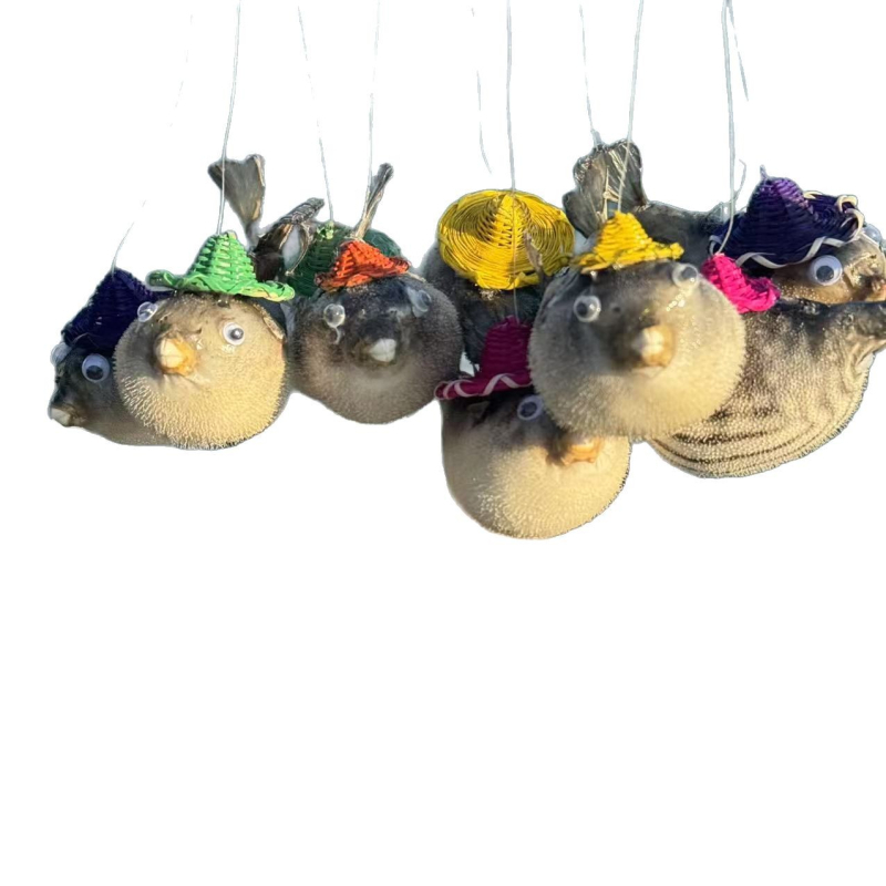 Specimene naturale de viață marină și scoici decorative – colecție de pandantive cu scoici uriașe pentru decor de peisaj