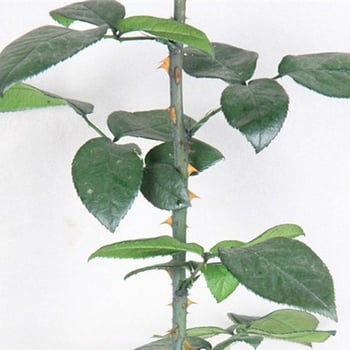 Безсмъртни розови клонки дълги 60–70 cm, стъклен купол Малкият принц, материал за аранжиране на цветя DIY