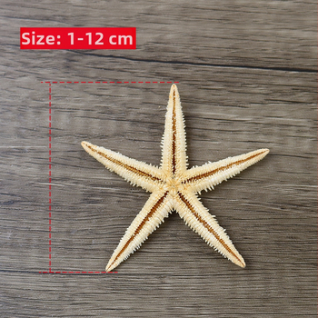 Prírodná mušľa, mini morská hviezda v sklenenej fľaštičke, mikropejzaž dekorácia, ručná práca, DIY doplnky, konzervované kvety