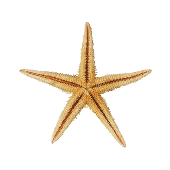 Scoică naturală, mini stea de mare în sticluță de sticlă, decor micro-peisaj, handmade, accesorii DIY, flori păstrate