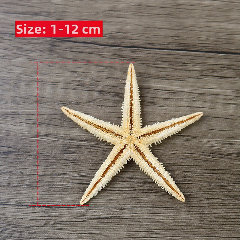 Prírodná mušľa, mini morská hviezda v sklenenej fľaštičke, mikropejzaž dekorácia, ručná práca, DIY doplnky, konzervované kvety
