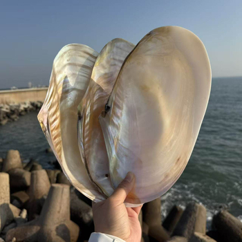 Scoică naturală mare cu perlă, cochilie extrem de mare, recuzită pentru fotografie, decor pentru acvariu, farfurie pentru fructe și farfurie de servire
