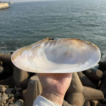 Scoică naturală mare cu perlă, cochilie extrem de mare, recuzită pentru fotografie, decor pentru acvariu, farfurie pentru fructe și farfurie de servire