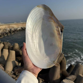 Scoică naturală mare cu perlă, cochilie extrem de mare, recuzită pentru fotografie, decor pentru acvariu, farfurie pentru fructe și farfurie de servire