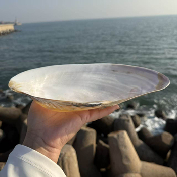 Scoică naturală mare cu perlă, cochilie extrem de mare, recuzită pentru fotografie, decor pentru acvariu, farfurie pentru fructe și farfurie de servire