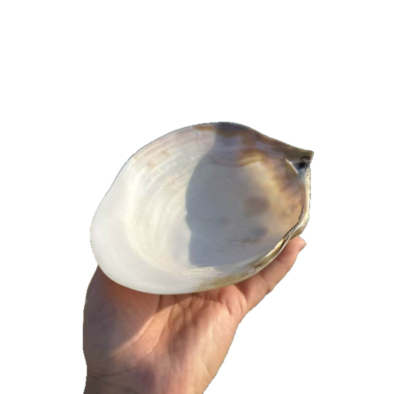 Scoică naturală mare cu perlă, cochilie extrem de mare, recuzită pentru fotografie, decor pentru acvariu, farfurie pentru fructe și farfurie de servire