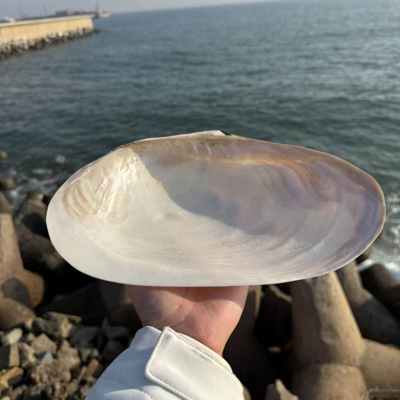 Scoică naturală mare cu perlă, cochilie extrem de mare, recuzită pentru fotografie, decor pentru acvariu, farfurie pentru fructe și farfurie de servire