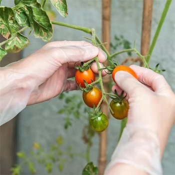 Διαφαντικά μιας χρήσης γάντια PVC χωρίς πούδρα για επεξεργασία τροφίμων, καθαρισμό, ομορφιά, τατουάζ και ψήσιμο
