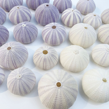 Sferă natural mov din urchin de mare cu scoică, ghiveci decorativ DIY pentru plante aeriene și suculente, stil mediteranean-nordic
