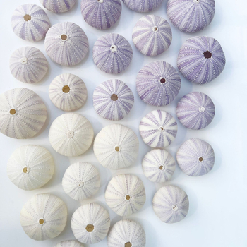 Sferă natural mov din urchin de mare cu scoică, ghiveci decorativ DIY pentru plante aeriene și suculente, stil mediteranean-nordic