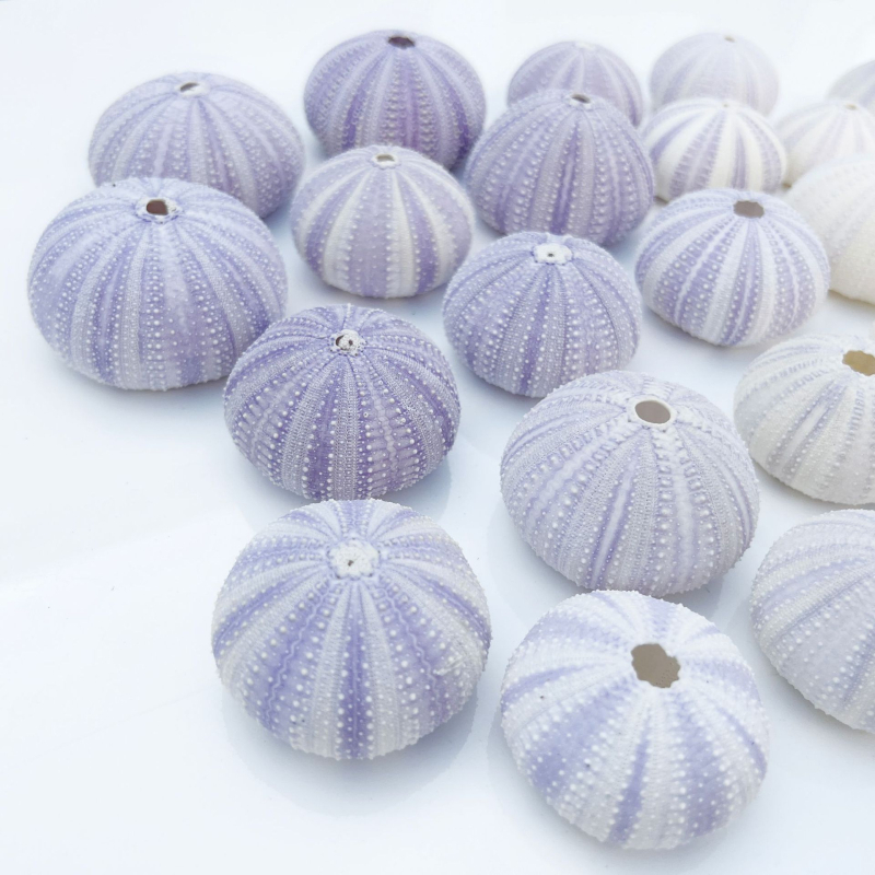 Sferă natural mov din urchin de mare cu scoică, ghiveci decorativ DIY pentru plante aeriene și suculente, stil mediteranean-nordic