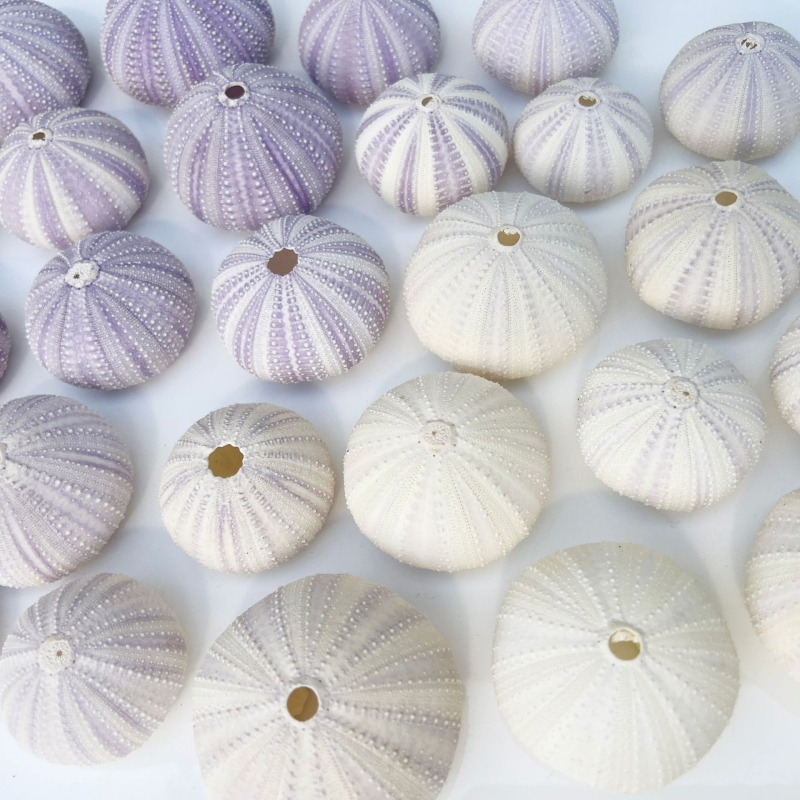 Sferă natural mov din urchin de mare cu scoică, ghiveci decorativ DIY pentru plante aeriene și suculente, stil mediteranean-nordic