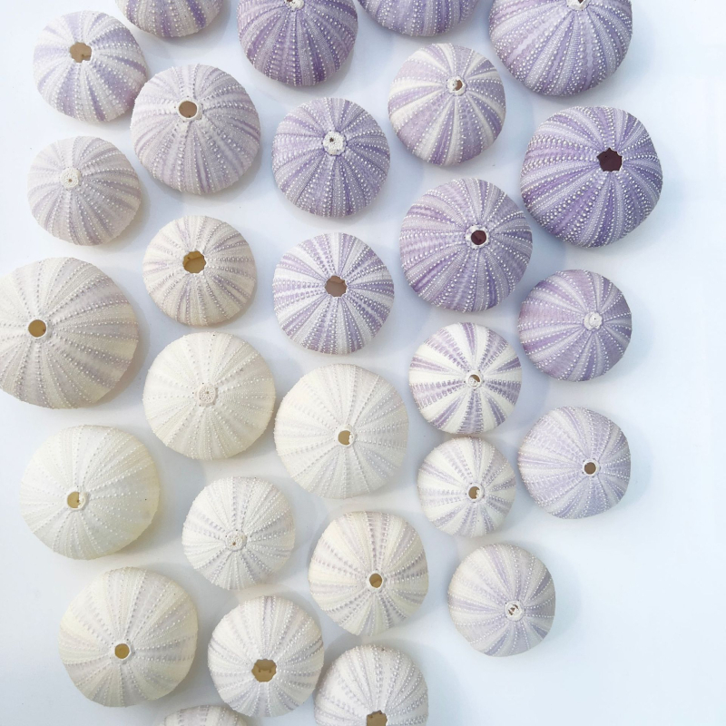 Sferă natural mov din urchin de mare cu scoică, ghiveci decorativ DIY pentru plante aeriene și suculente, stil mediteranean-nordic