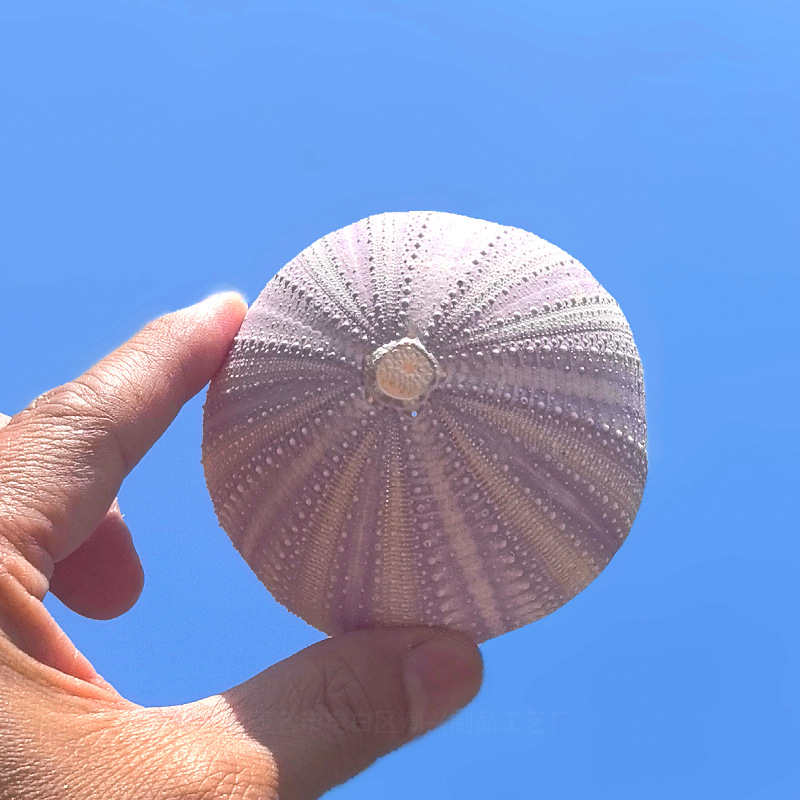 Sferă natural mov din urchin de mare cu scoică, ghiveci decorativ DIY pentru plante aeriene și suculente, stil mediteranean-nordic