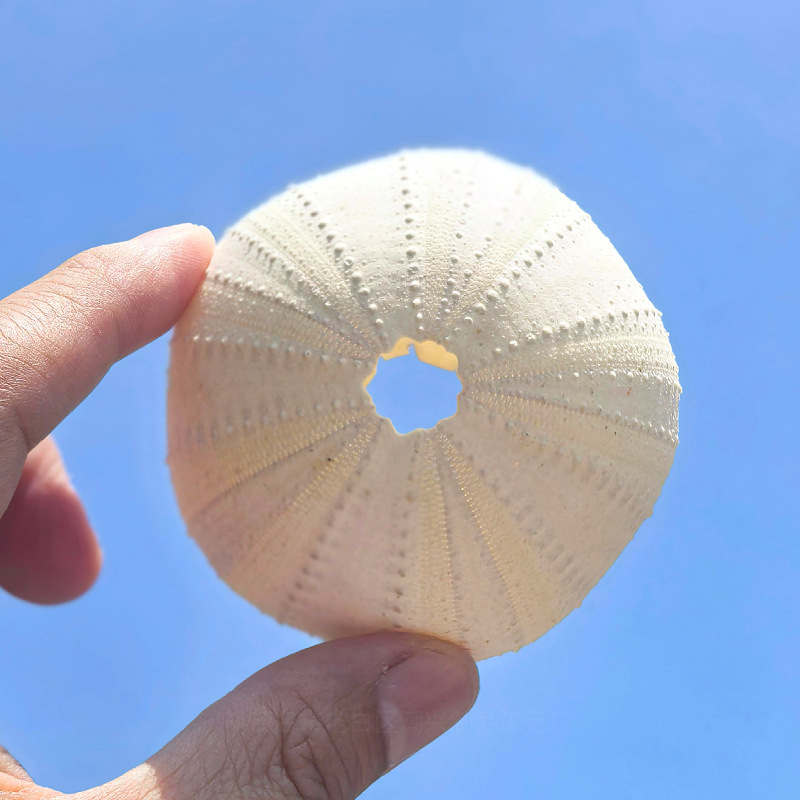 Sferă natural mov din urchin de mare cu scoică, ghiveci decorativ DIY pentru plante aeriene și suculente, stil mediteranean-nordic