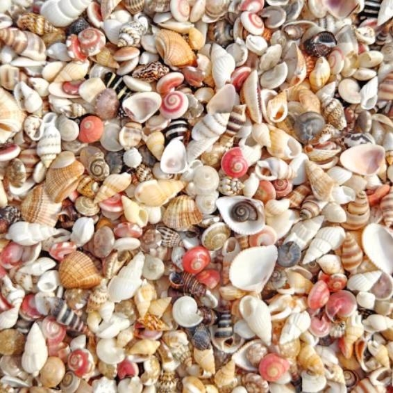 Coajă naturală de scoică mică și stea de mare — cutie de depozitare din acrilic, transparentă