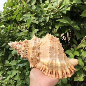 Ornamente pentru acvariu din piatră naturală cu cochilie de con și cochilie de melc cu gură aurie