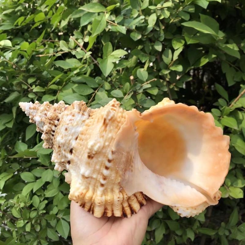 Ornamente pentru acvariu din piatră naturală cu cochilie de con și cochilie de melc cu gură aurie