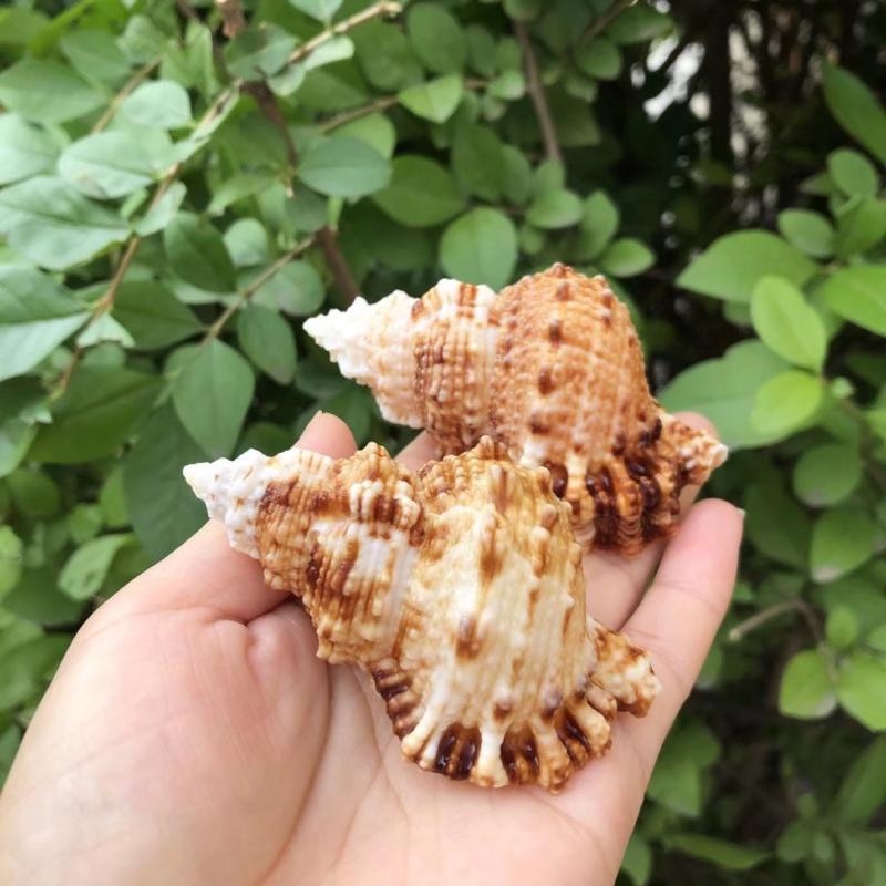 Ornamente pentru acvariu din piatră naturală cu cochilie de con și cochilie de melc cu gură aurie