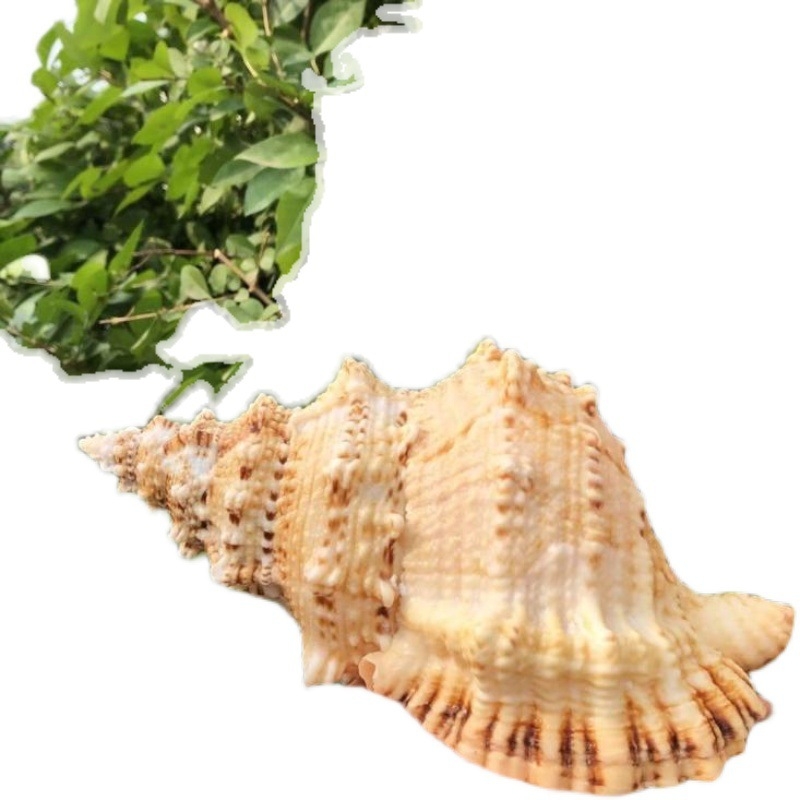 Ornamente pentru acvariu din piatră naturală cu cochilie de con și cochilie de melc cu gură aurie