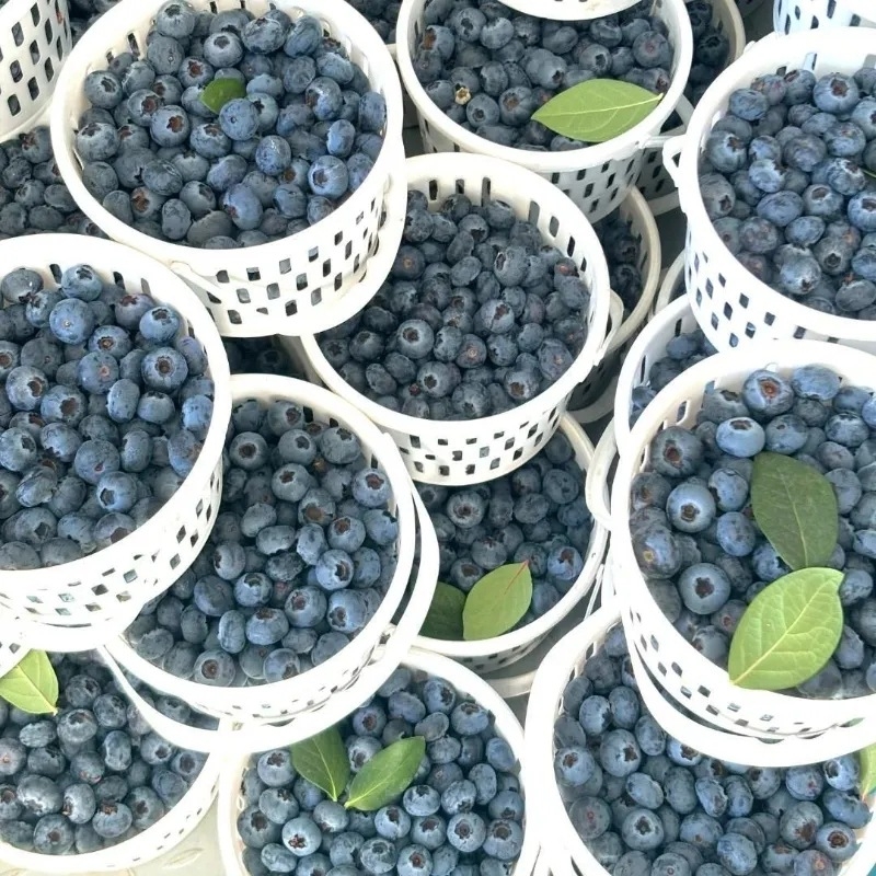 Bijeli plastični okrugli koš s poklopcem, lagano prijenosan za voće
