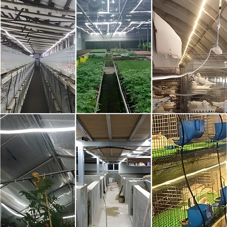 LED traka za farmu, vanjska vodootporna 220V, ultra-sjajno osvjetljenje za kokošinjce i plastenike