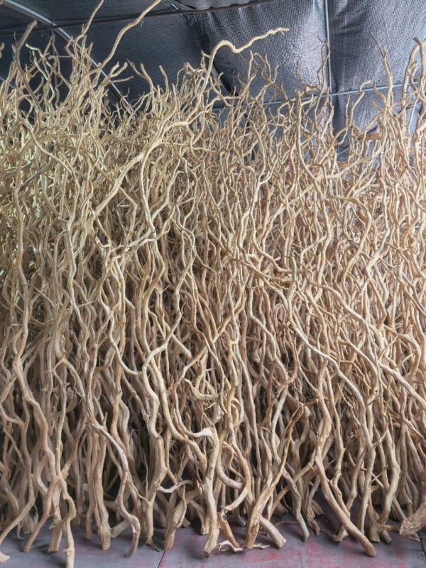 Διακόσμηση ενυδρείου με driftwood, ρίζα Azalea, μακριά κλαδιά και χαρακτική ρίζας — φυσικό στυλ τροπικού δάσους